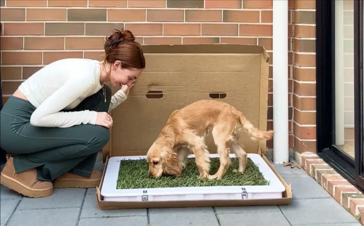 The puppy potty that's perfect for training on small balconies