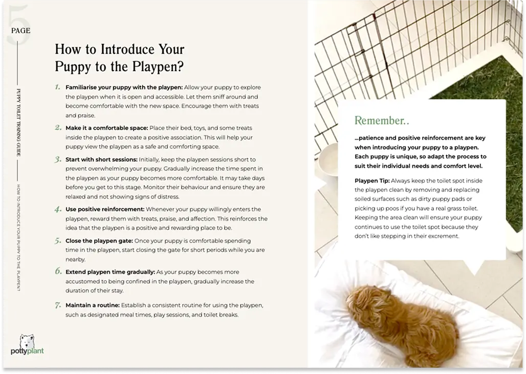 Dog sniffing around fresh pet grass for dogs, demonstrating a natural choice over plastic doggy bathroom alternatives.